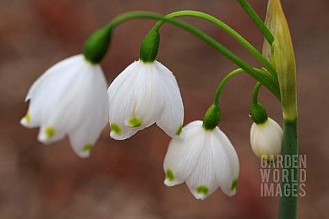 LEUCOJUM_AESTIVUM