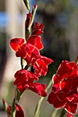 GLADIOLUS PRIMULINUS ATOMIC