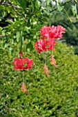 HIBISCUS SCHIZOPETALUS