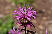 MONARDA FISTULOSA PETERS PURPLE