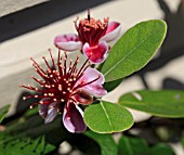 FEIJOA SELLOWIANA