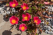 PORTULACA UMBRATICOLA