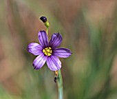 SISYRINCHIUM ANGUSTIFOLIUM LUCERNE