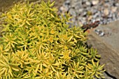 SEDUM RUPESTRE ANGELINA