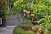 HIBISCUS SCHIZOPETALUS AT THE LAKE GARDENS, KUALA LUMPUR, MALAYSIA