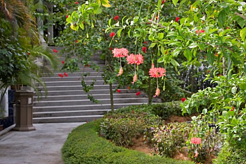 HIBISCUS_SCHIZOPETALUS_AT_THE_LAKE_GARDENS_KUALA_LUMPUR_MALAYSIA