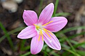 ZEPHYRANTHES GRANDIFLORA