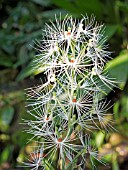 HABENARIA MEDUSA