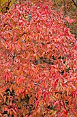 OXYDENDRUM ARBOREUM