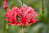 HIBISCUS SCHIZOPETALUS