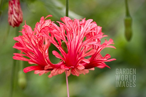 HIBISCUS_SCHIZOPETALUS