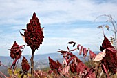 RHUS TYPHINA