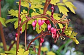 DICENTRA SPECTABILIS GOLD HEART