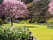 BUTCHART GARDENS IN SPRING