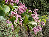 BUTCHART GARDENS IN SPRING, BERGENIA GROWING DOWN A WALL