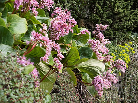 BUTCHART_GARDENS_IN_SPRING_BERGENIA_GROWING_DOWN_A_WALL