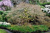 BUTCHART GARDENS IN SPRING, JAPANESE MAPLE IN THE SUNKEN GARDEN