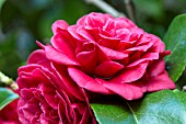 CAMELLIA JAPONICA