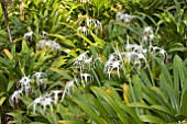 HYMENOCALLIS SPECIOSA