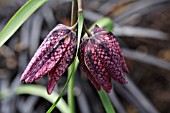 FRITILLARIA MELEAGRIS