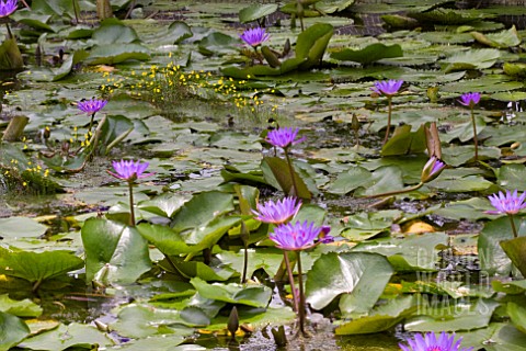 LILY_POND_WITH_PURPLE_NYMPHAEA
