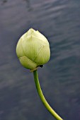 BUD OF LOTUS NELUMBO