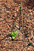 BAMBOO STAKE TEEPEE TO MARK LATE EMERGING PLANTS