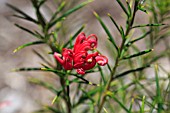 GREVILLEA NOELII