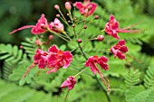 CAESALPINIA PULCHERRIMA