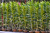 ORCHIDS GROWING IN POTS