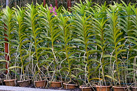 ORCHIDS_GROWING_IN_POTS