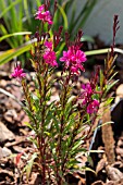 GAURA BELLEZA DARK PINK