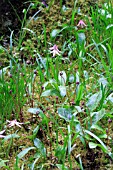 ERYTHRONIUM REVOLUTUM