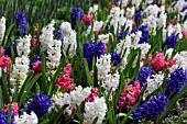 HYACINTHUS ORIENTALIS DISPLAY