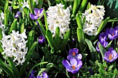 HYACINTHUS ORIENTALIS AND CROCUS