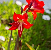 HIPPEASTRUM SONATINI BALENTIN