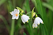 LEUCOJUM AESTIVUM