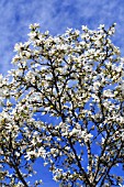 MAGNOLIA STELLATA