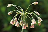 NECTAROSCORDUM SICULUM