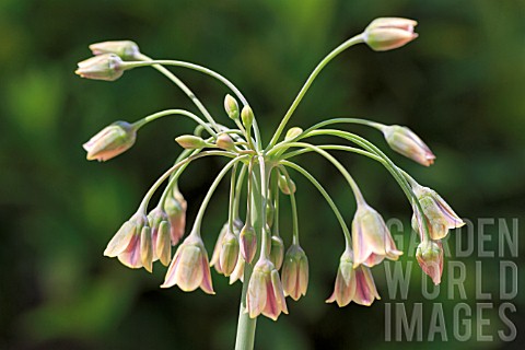 NECTAROSCORDUM_SICULUM