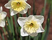 NARCISSUS ICE FOLLIES