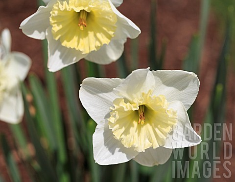 NARCISSUS_ICE_FOLLIES