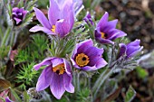 PULSATILLA VULGARIS