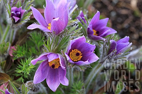 PULSATILLA_VULGARIS