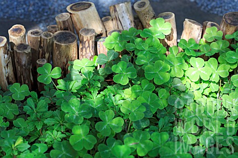 OXALIS_AND_PACHYSANDRA