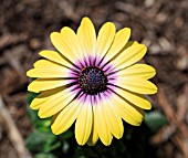 OSTEOSPERMUM ECKLONIS BLUE EYED BEAUTY