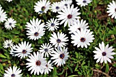 OSTEOSPERMUM ECKLONIS OSTICA BLUE EYES