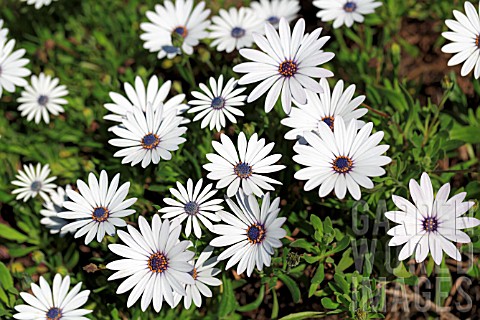 OSTEOSPERMUM_ECKLONIS_OSTICA_BLUE_EYES