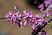 CERCIS CANADENSIS HEARTS OF GOLD