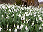 GALANTHUS NIVALIS